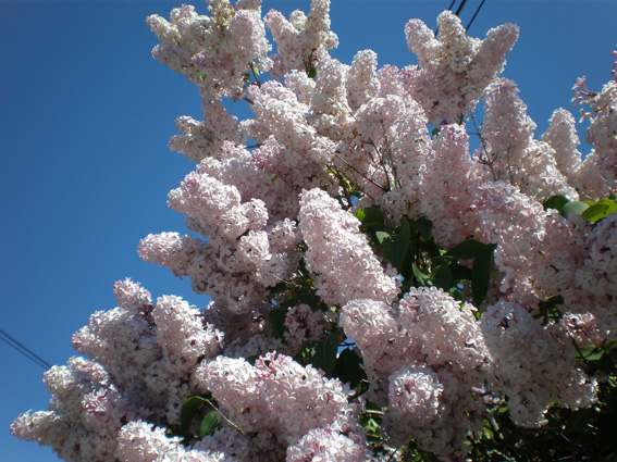 Fiori dalla Norvegia